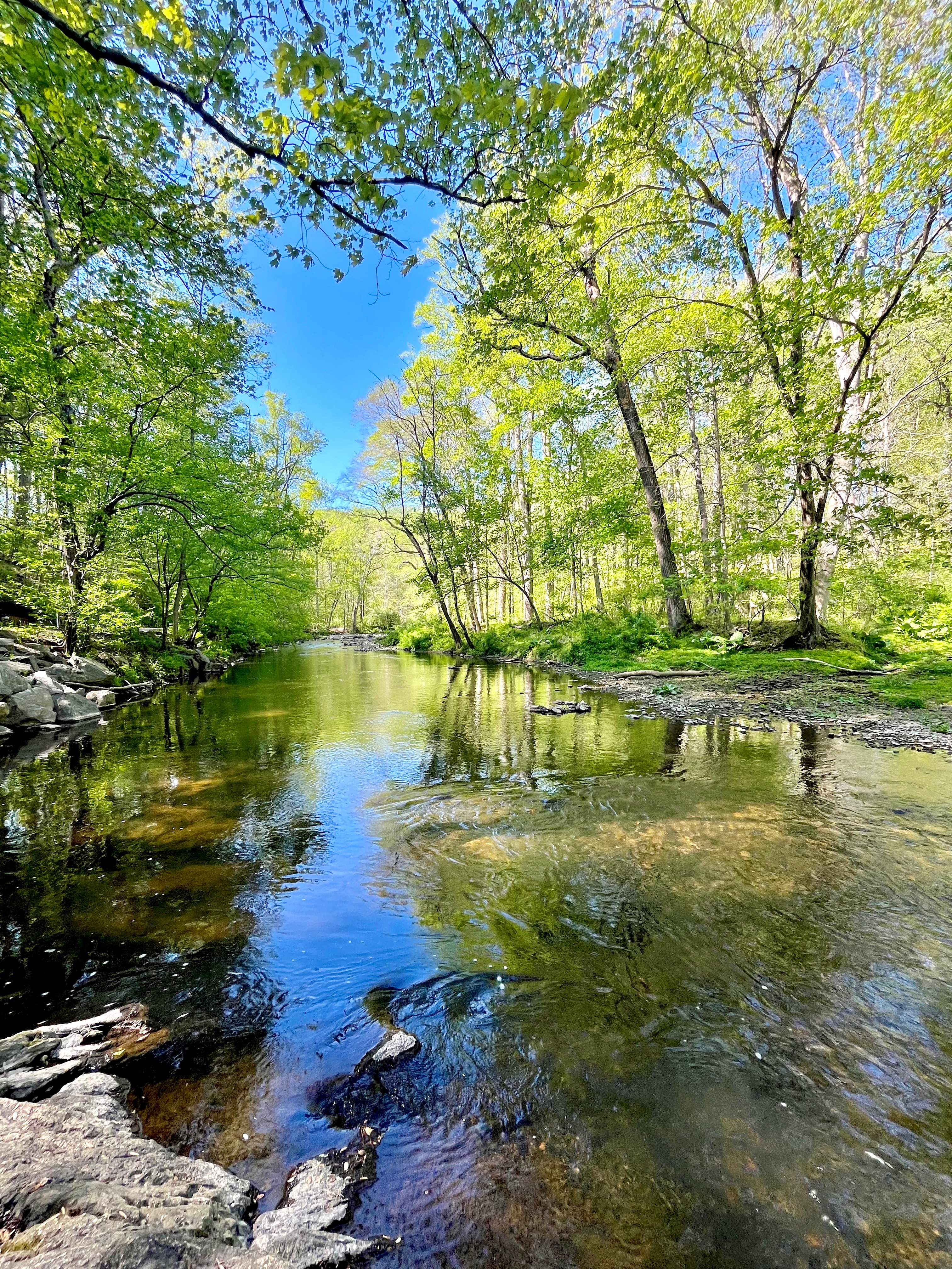 Marisa Noel Jones, Springtime Creekside